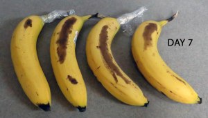 banana experiment